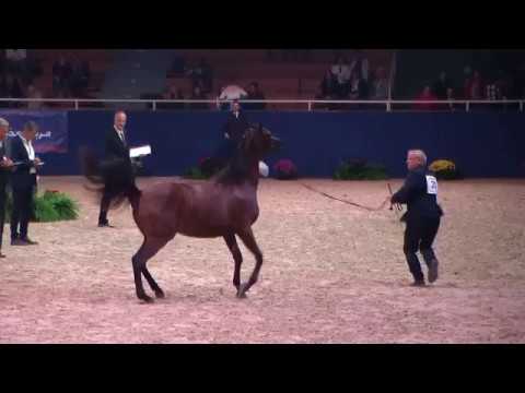Memories of Aachen 2019 - All Nations Cup - Part 12 - Championship -  Yearling Fillies