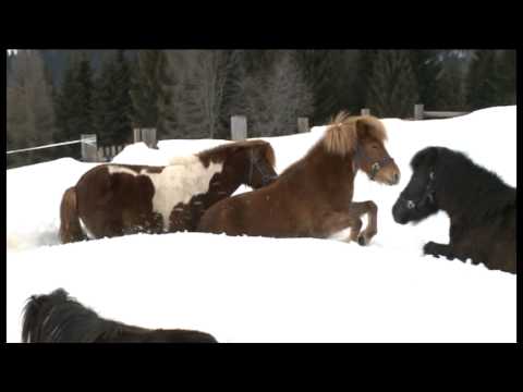 Tiere im Winter