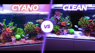 !!!How To Get Rid of CYANO BACTERIA in a REEF TANK!!! 5 Tips🦠