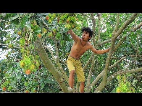 Adventure in forest - Find Fruit In The Jungle - show Eating Rambutan delicious