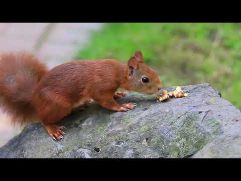 The brown squirrel on the rock and on the ground.