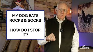 My Dog Eats Rocks & Socks - How Do I Stop It?