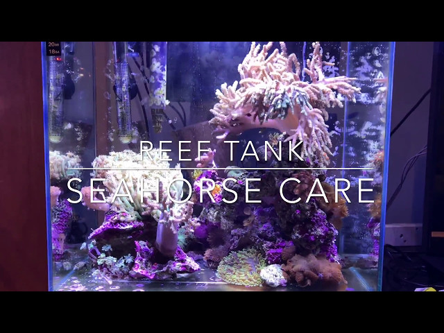 Reef tank | Seahorse care | Fluval 12g