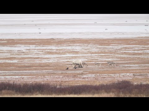 Pack of Wolves Try Taking on a Polar Bear || ViralHog