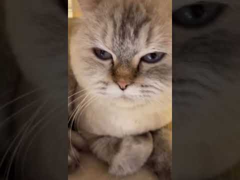 Meow cafe at Muneera,Abudhabi