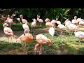 Greater Flamingos LA Zoo Los Angeles California USA May 6 2021 Flamingo Birds Spring Sun Animals