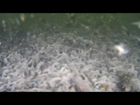 Bunden ved muslingeanlæg 112 Skive fjord 8. august 2020