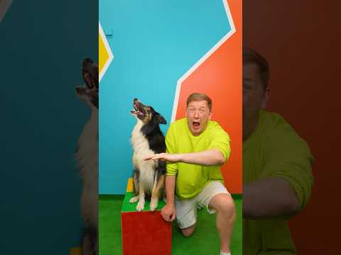 Кого укусит самая добрая собака в мире?🐶