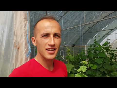 Grindina a făcut prăpăd in satul Gavanesti comuna Sageata