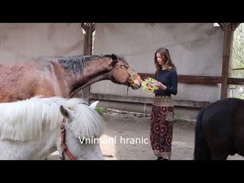 , title : 'Horse Spirit Corazon - ukázky z kurzu pro ženy (terapie s koňmi )'
