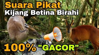 Download lagu Suara Gacor 100 Persen Keluar Semua Suara Induk Rusa Pikat Rusa Jantan Saya Ikuti Petunjuk Di Video mp3 Download lagu Suara Gacor 100 Persen Keluar Semua Suara Induk Rusa Pikat Rusa Jantan Saya Ikuti Petunjuk Di Video mp3