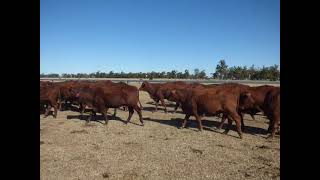 Santa x PTIC Red Tag Hfrs