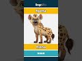hyena - hiena video thumbnail