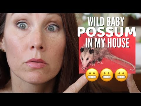 POSSUM IN MY HOUSE | WILD BABY ANIMAL // FUNNY ANIMAL VIDEO Video