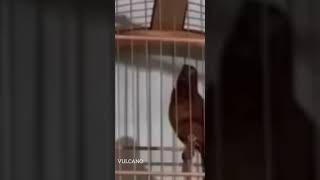 VULCANO