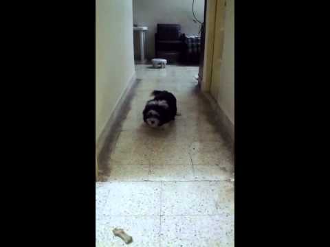 Teddy - Fun at home!