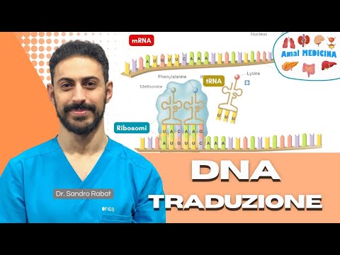 Traduzione (sintesi proteica)