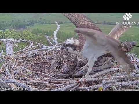 Slightly later than usual, a huge breakfast arrives for the Loch Arkaig Osprey family 23 Jun 2024