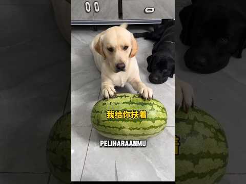 Minta Bantuan Malah Takut😹