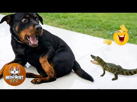Funny animals videos of Cats🐈 and Dogs🐕2026 #2 | Try Not To Laugh 😂