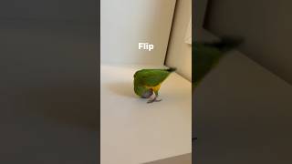 Kili Senegal Parrot Doing Some Tricks