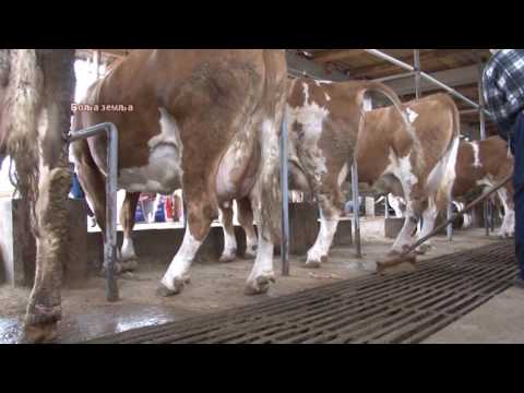 Kako napraviti jeftinu stalu sa kratkim lezistima i resetkama na vezu - Pirocanci znaju