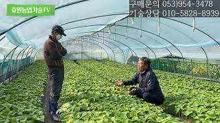 들깨농사 , 들깨유황효과 를 알아보자