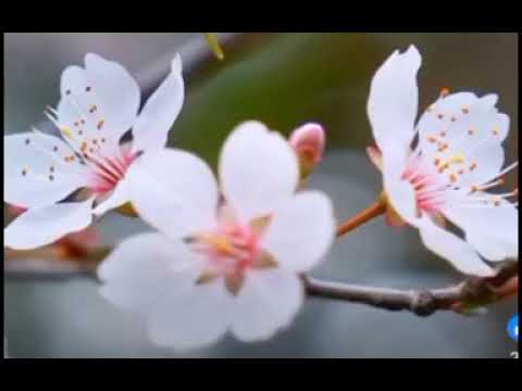 Glory of flowers #nature #