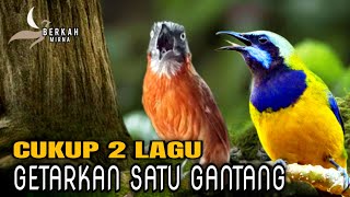 Download lagu 🔴2 LAGU MEWAH‼️GETARKAN SATU GANTANGAN - CUCAK CUNGKOK, TEPUS KEPALA ABU masuk murai batu ijo konin mp3 Download lagu 🔴2 LAGU MEWAH‼️GETARKAN SATU GANTANGAN - CUCAK CUNGKOK, TEPUS KEPALA ABU masuk murai batu ijo konin mp3