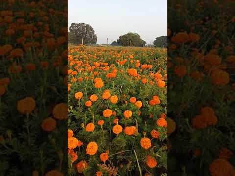 Tirath flower decoration rewa