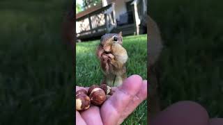 Just a Chipmunk enjoying his Food 🤠