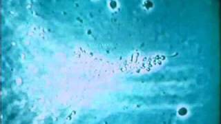 James Moody's, "Mood for Love" - Durgafilms Dance Company