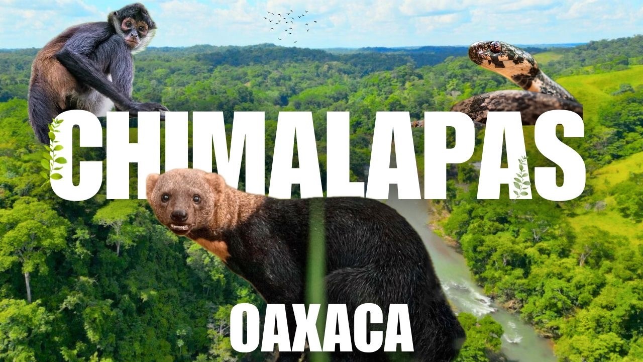 Wild Oaxaca: The Chimalapas Jungle and its Natural Wonders