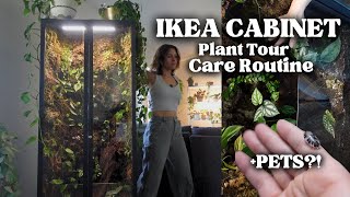 IKEA Greenhouse Cabinet 1 year update! Plant Tour, Care Routine, + PET BUGS