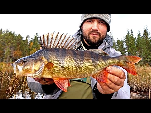 AHVENTA JA HAUKEA LAPISTA