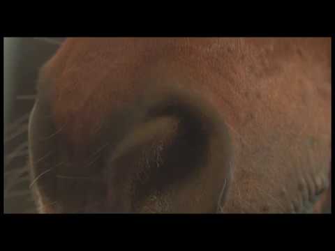 Đani Stipaničev - Fijakerist