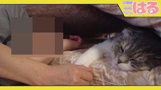 子猫とおばあちゃんがお昼寝する クッソほんわか動画【召喚獣はる】