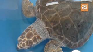 portici-nasce-il-centro-tartarughe-marine