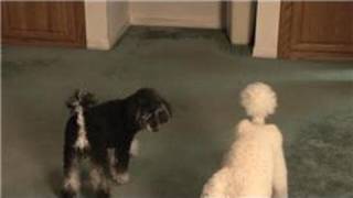 Carpet Cleaning : How to Remove a Set-In Dog Smell from a Carpet at Home
