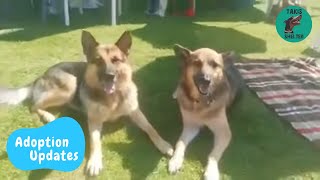 Rex and Chance in Germany!!! - Takis Shelter
