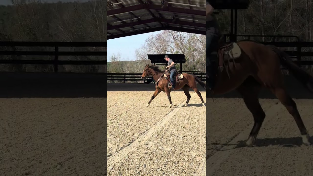 Enlarge Proud Mule, a Adoptable Thoroughbred in Aiken, SC video 6/6
