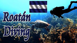 🤿 Roatán Diving 🐠