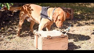 These dogs are different.

They cost anything from Sh1.5