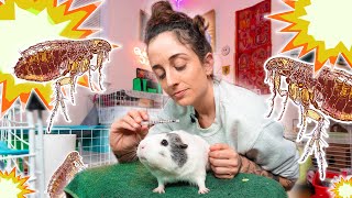 My Whole Herd Might Have Pneumonia | Flea & Tick Prevention | Guinea Pig Care 🏥