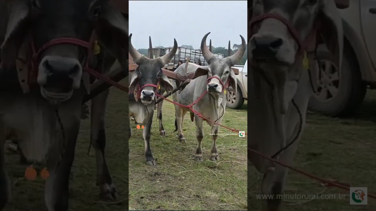 🏇🐎 A tradição segue mais viva do que nunca!