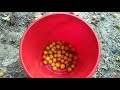 Fresh Jujubes Indian Plum বড়ই Collection From The Tree