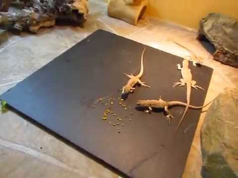 Elevages Lisard (2015) Dipsosaurus dorsalis 1