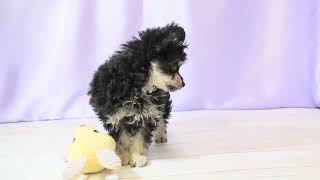 ハーフ犬の動画01