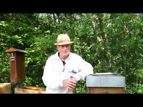 🐝Bienenfachberatung: Ameisensäurebehandlung zur Varroabekämpfung im Sommer