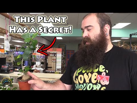 The Amazing Ant Plant! -- What is Its Cool Secret? 🐜🌿